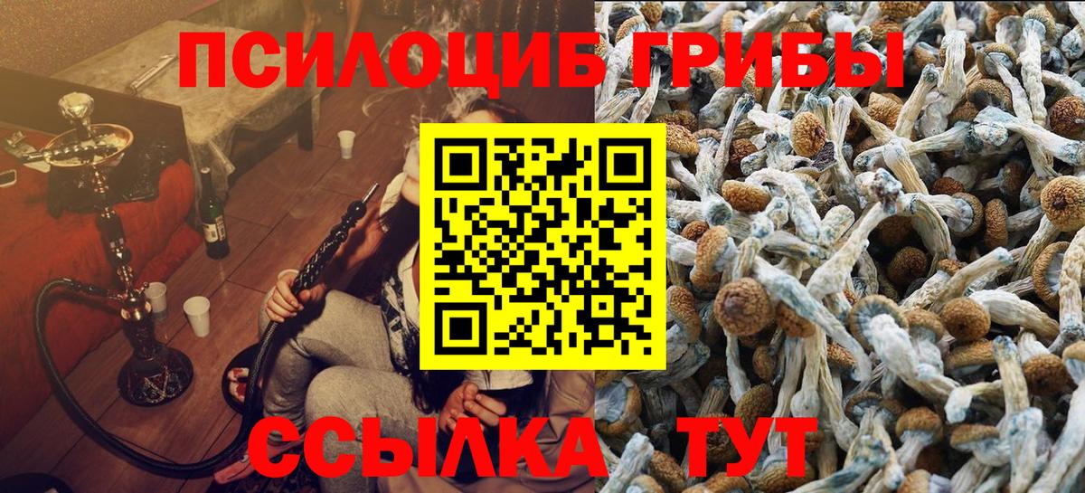 Псилоцибиновые грибы Psilocybe  Вход с VPN  Знаменск  купить закладку  Псилоцибиновые грибы Cubensis 